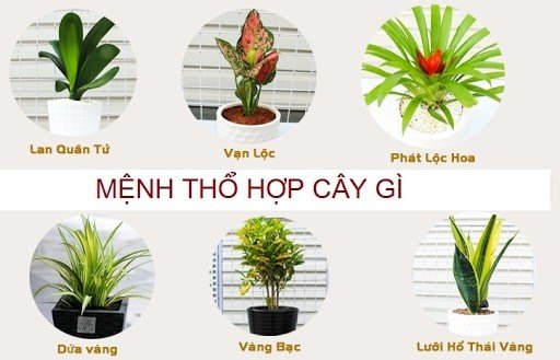 Tuổi Mậu Thân sinh năm 1968 mệnh gì