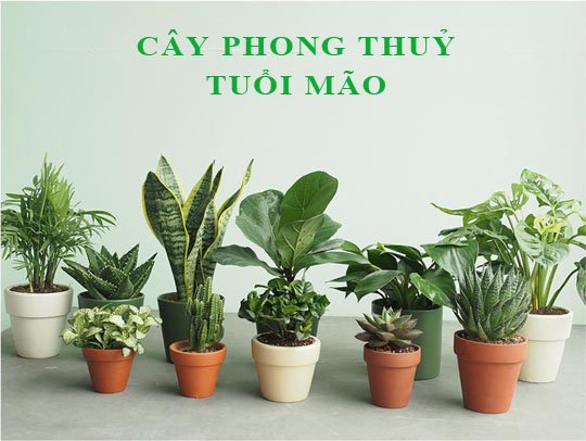 Tuổi Quý Mão sinh năm 1963 mệnh gì