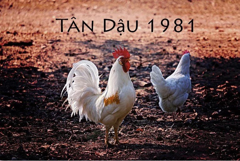 Tuổi Tân Dậu sinh năm 1981 mệnh gì 1